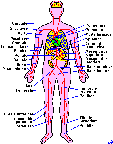 disegni da colorare del corpo umano