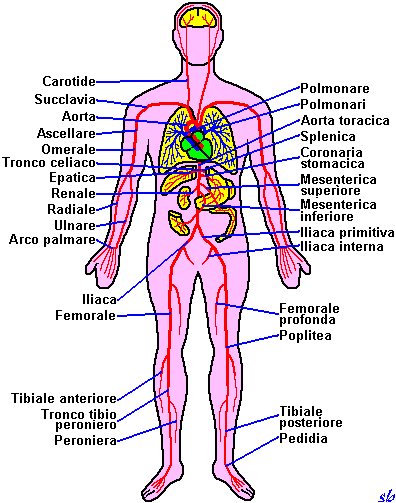 Disegni Da Colorare Di Scienze Disegni Del Corpo Umano