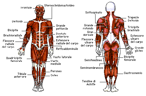muscoli del corpo umano