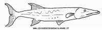 disegni_animali/acquatici/barracuda.JPG