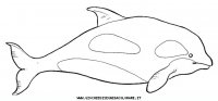 disegni_animali/acquatici/orca.JPG