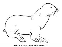 disegni_animali/acquatici/otaria.JPG