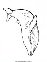 disegni_animali/acquatici/pesci_08.JPG