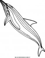 disegni_animali/acquatici/pesci_27.JPG