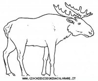 disegni_animali/bosco/alce9650.JPG