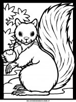disegni_animali/bosco/color-squirrel.JPG