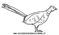 disegni_animali/bosco/fagiano9650.JPG