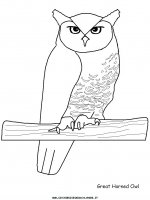 disegni_animali/bosco/greathornedowl.JPG