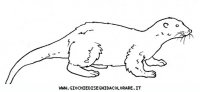 disegni_animali/bosco/lontra9650.JPG