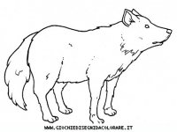 disegni_animali/bosco/lupo2_19650.JPG