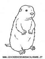 disegni_animali/bosco/marmotta_19650.JPG