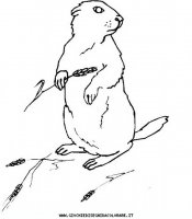 disegni_animali/bosco/marmotta_29650.JPG