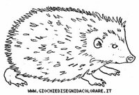 disegni_animali/bosco/porcospino9650.JPG