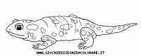 disegni_animali/bosco/salamandra9650.JPG
