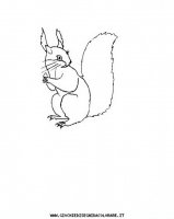 disegni_animali/bosco/scoiattolo_19650.JPG
