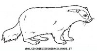 disegni_animali/bosco/tasso9650.JPG