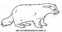 disegni_animali/bosco/tasso9650.JPG