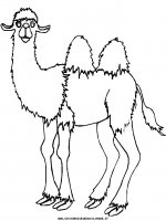 disegni_animali/cammello/camel4.JPG