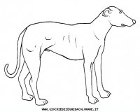 disegni_animali/cane/cane_c0016.JPG