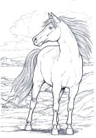 disegni_animali/cavallo/cavallo_11.jpg