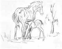 disegni_animali/cavallo/cavallo_13.jpg