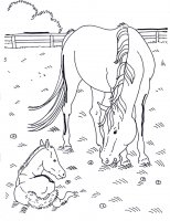 disegni_animali/cavallo/cavallo_16.jpg