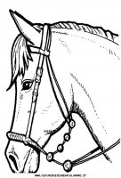 disegni_animali/cavallo/cavallo_cavalli_37.JPG