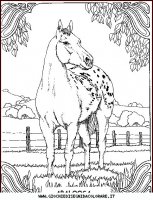 disegni_animali/cavallo/cavallo_cavalli_39.JPG