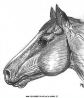 disegni_animali/cavallo/cavallo_cavalli_67.JPG