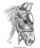 disegni_animali/cavallo/cavallo_cavalli_69.JPG