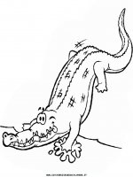 disegni_animali/coccodrillo/coccodrillo_3.JPG