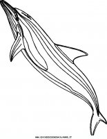 disegni_animali/delfino/delfino_delfini_45.JPG