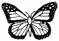 disegni_animali/farfalla/disegni_di_farfalle_1.jpg