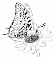 disegni_animali/farfalla/disegni_di_farfalle_11.jpg