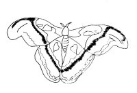 disegni_animali/farfalla/disegni_di_farfalle_13.jpg