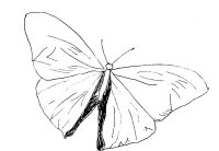 disegni_animali/farfalla/disegni_di_farfalle_14.jpg