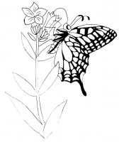 disegni_animali/farfalla/disegni_di_farfalle_16.jpg