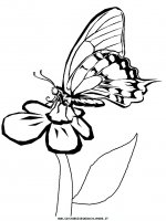 disegni_animali/farfalla/farfalle_9.JPG