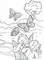 disegni_animali/farfalla/farfalle_a11.JPG