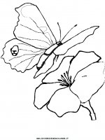 disegni_animali/farfalla/farfalle_a8.JPG