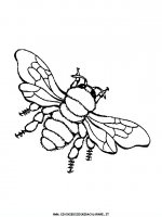 disegni_animali/farfalla/farfalle_d1.JPG
