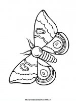 disegni_animali/farfalla/farfalle_d2.JPG