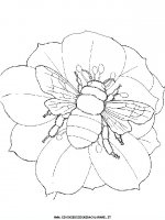 disegni_animali/farfalla/farfalle_d3.JPG