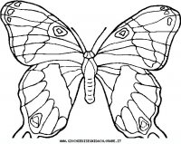disegni_animali/farfalla/farfalle_d7.JPG
