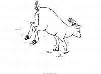 disegni_animali/fattoria/21.JPG