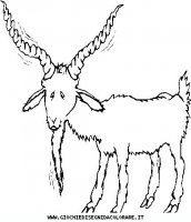 disegni_animali/fattoria/38.JPG