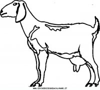 disegni_animali/fattoria/animali_c7.JPG