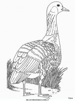 disegni_animali/fattoria/nene.JPG