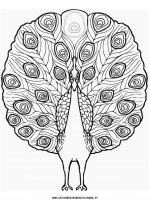 disegni_animali/fattoria/peacock.JPG