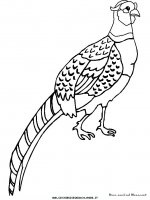 disegni_animali/fattoria/pheasant.JPG